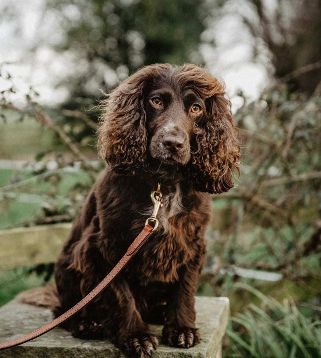 Alf & Co. Leather Dog Lead