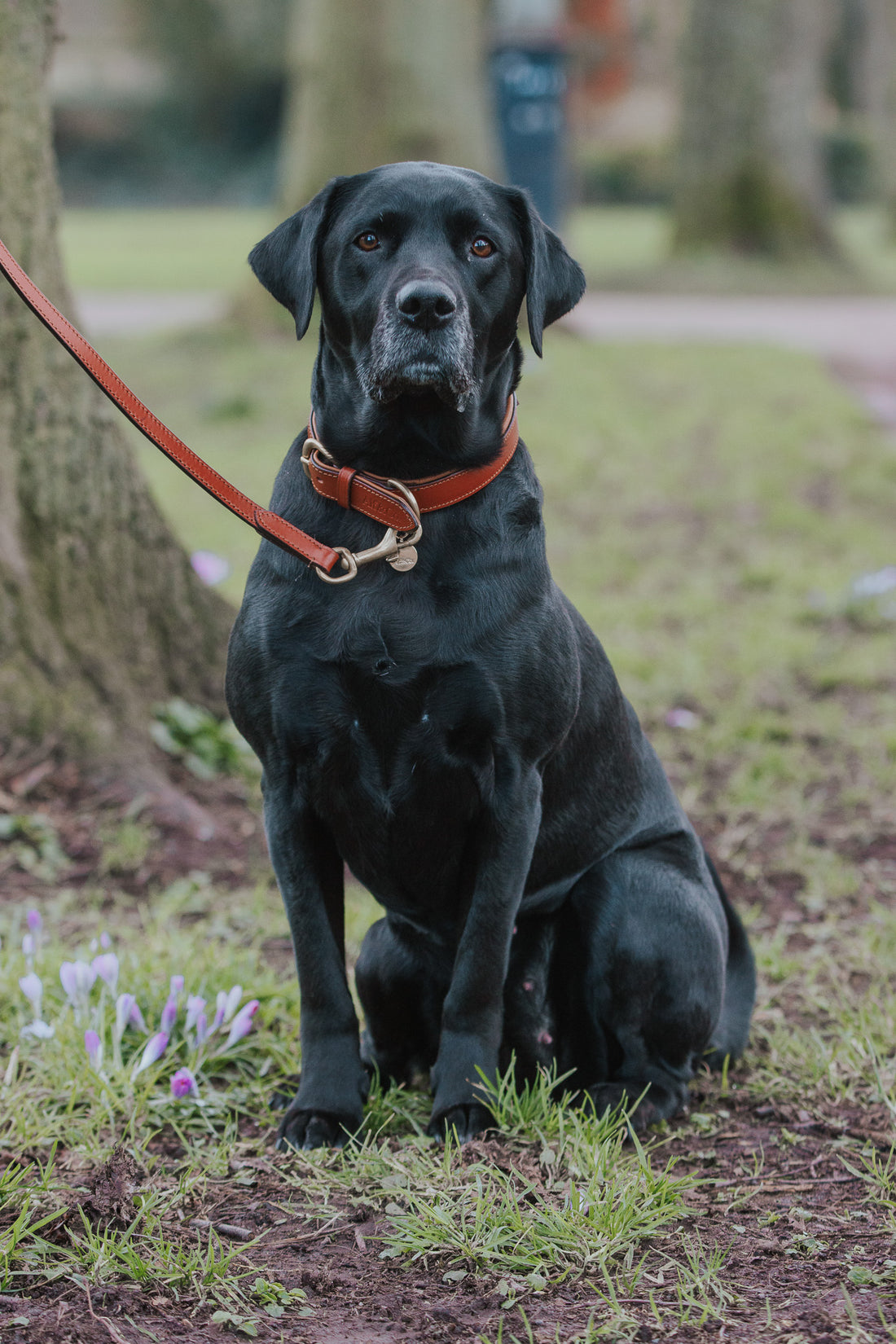 Alf & Co. Leather Dog Lead